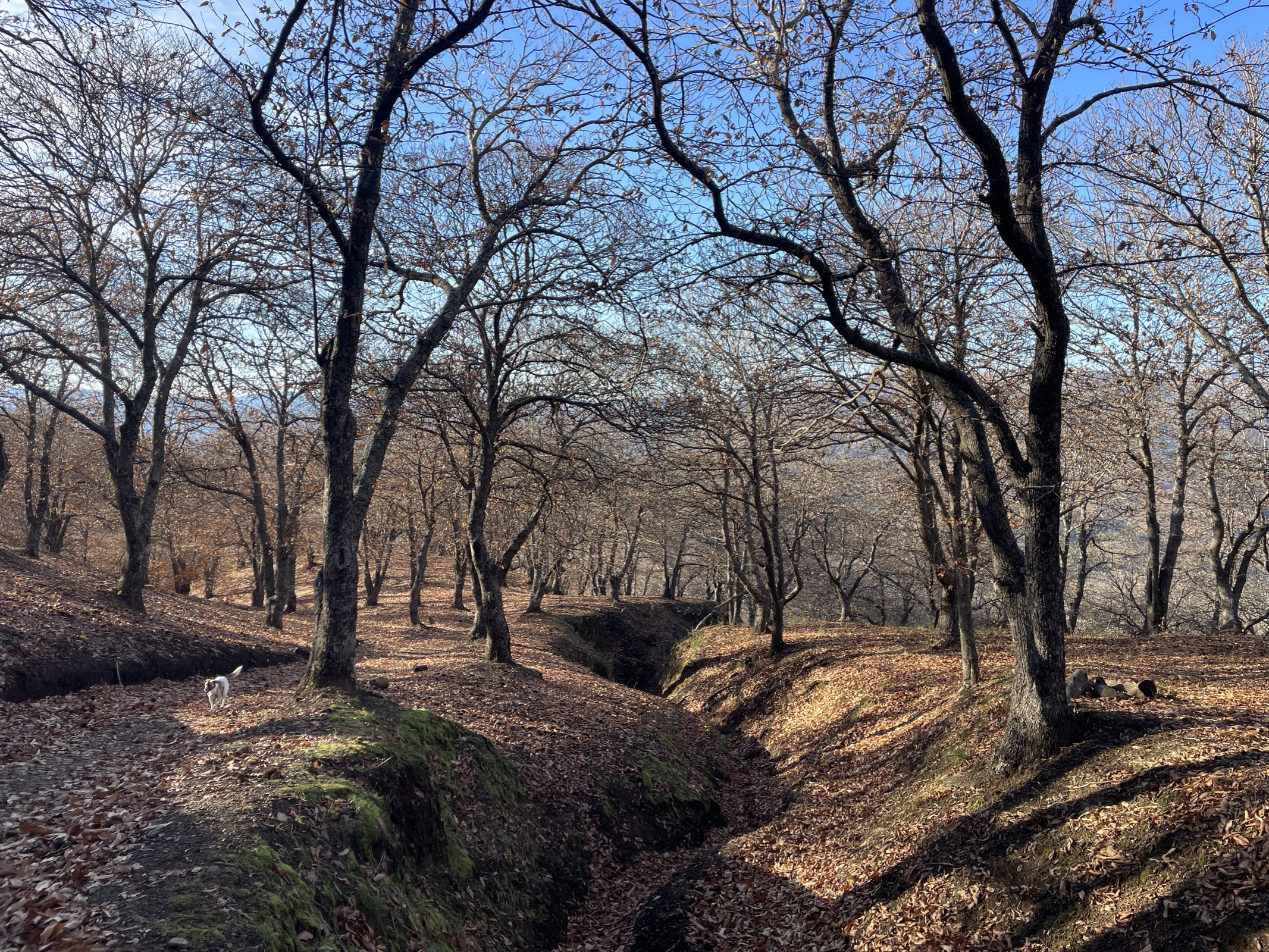 Walking through the autumnal Valle del Genal